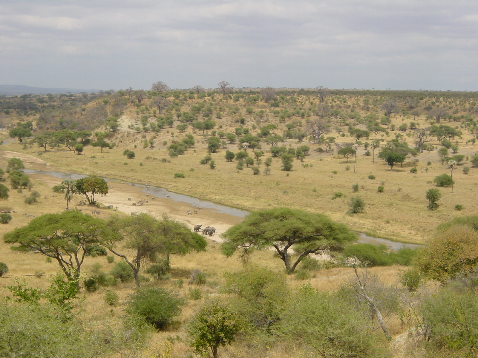 Typische Trockensavanne im Tarangire-Nationalpark in Tansania