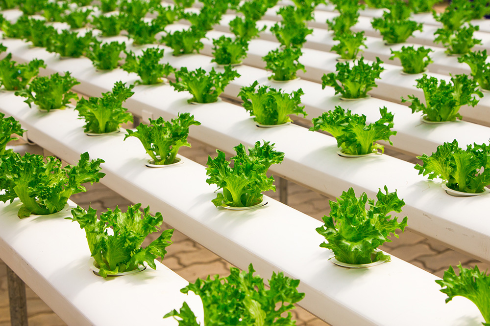 Zu sehen sind mehrere Reihen Salat in einem Gewächshaus, die in einem hydroponischen System angebaut werden. 