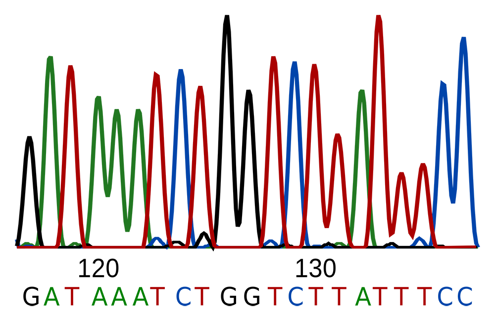 DNA-Sequenz mit schwarzen, grünen, roten und blauen Linien und Buchstaben