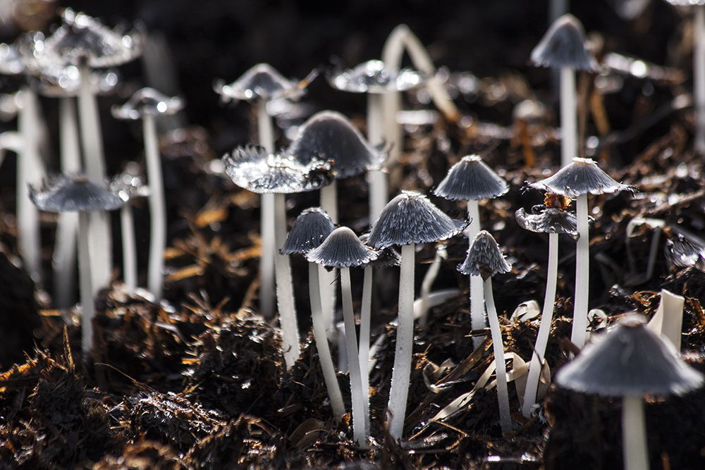 Viele kleine Pilze sprießen aus dem Boden