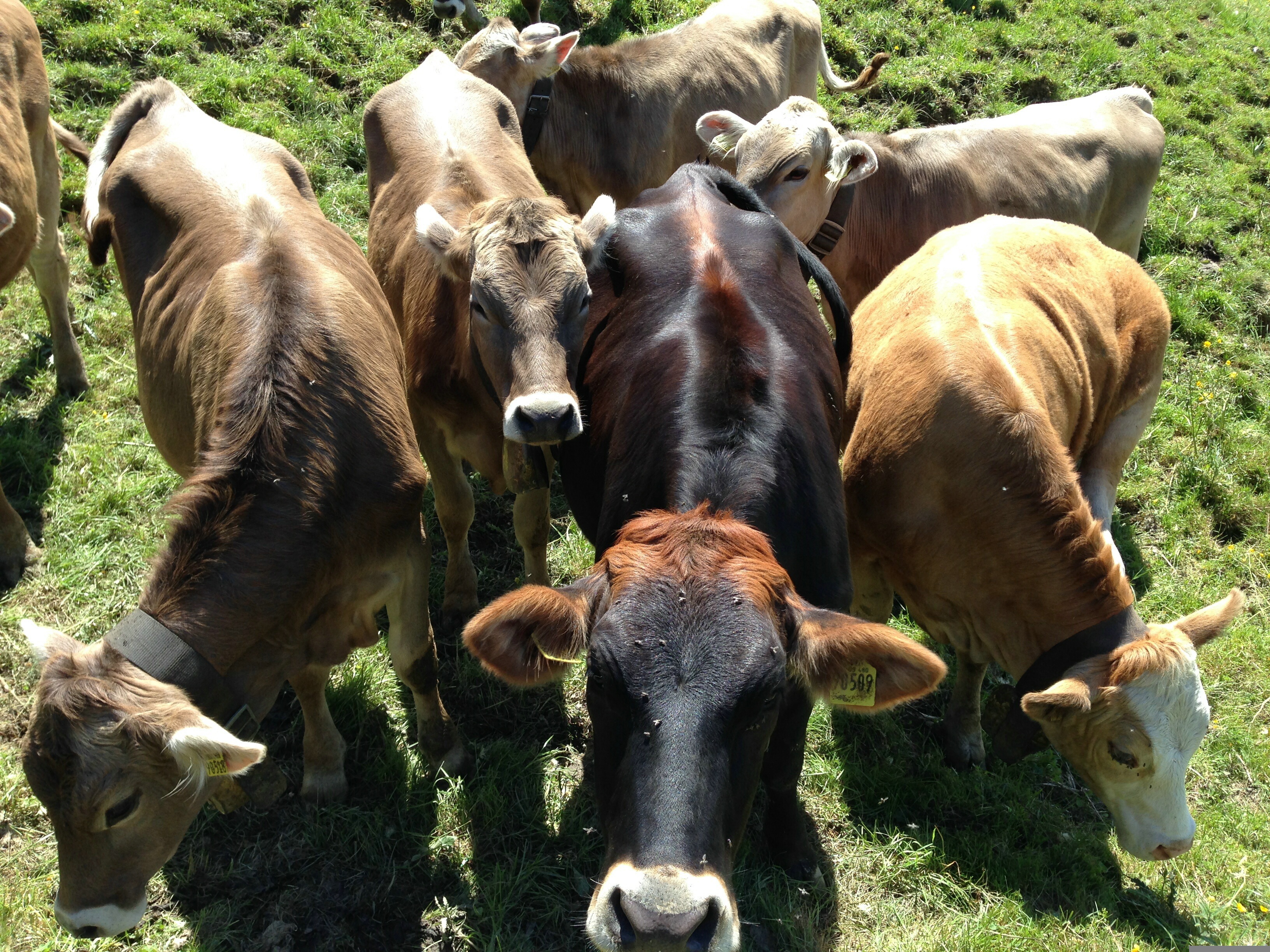 Gruppe von Rindern auf einer grasbewachsenen Fläche, einige mit Halsbändern