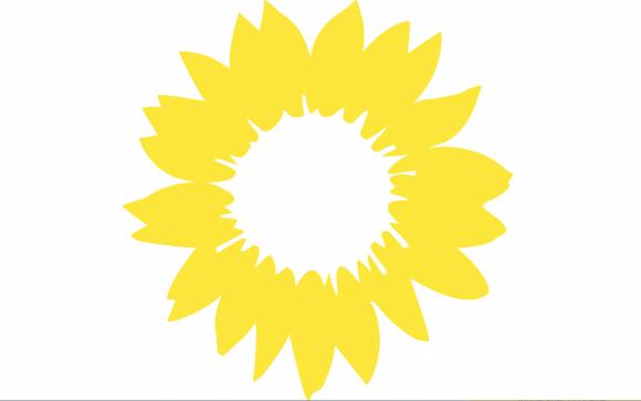Sonnenblume ohne Grün