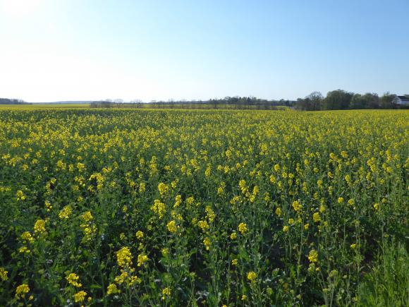 Rapsfeld Brandenburg