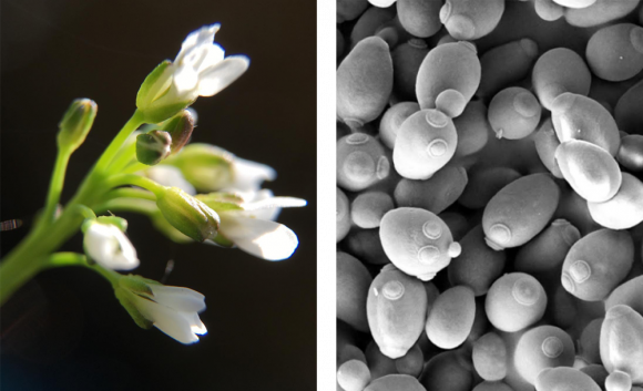 Acker-Schmalwand (Arabidopsis thaliana) und Backhefe (Saccharomyces cerevisiae)